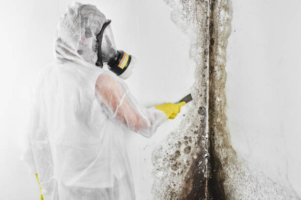 Best Certified Mold Removal  in Newpt, OR