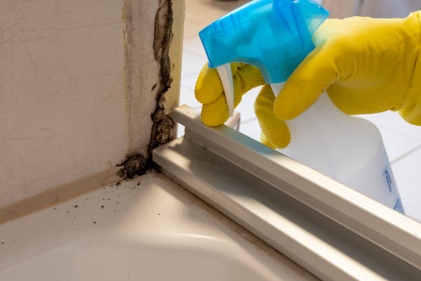 Best Certified Mold Removal  in Newpt, OR