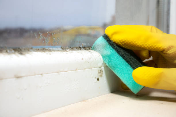 Trusted Newport, OR Mold Removal Experts