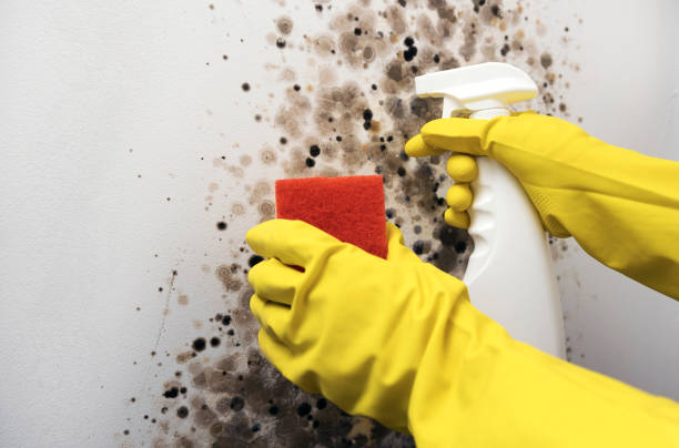 Best Crawl Space Mold Removal  in Newpt, OR