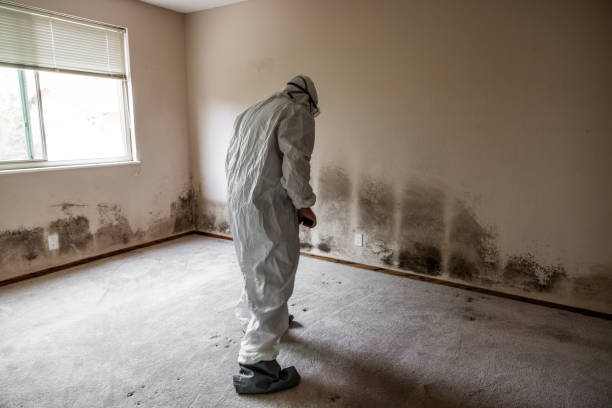 Best Local Mold Removal Service  in Newpt, OR