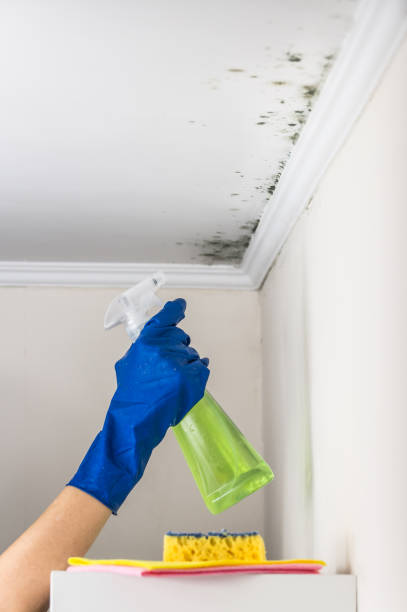 Certified Mold Removal in Newport, OR
